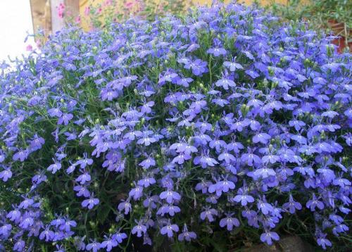 10 лучших ампельных цветов и растений для сада. 10 наиболее подходящих растений для выращивания в подвесных горшках