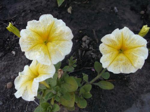 Петунии ампельная и каскадная. Петуния ампельная