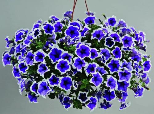 Петунии ампельная и каскадная. Петуния ампельная