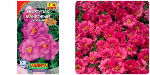 Портулак почвопокровный. Портулак. Особенности ухода и выращивание в открытом грунте