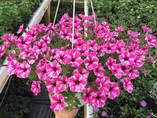 Петунии ампельная и каскадная. Петуния ампельная