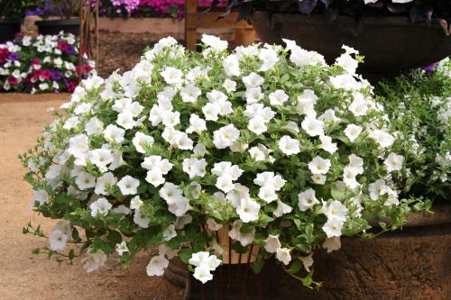 Петунии ампельная и каскадная. Петуния ампельная
