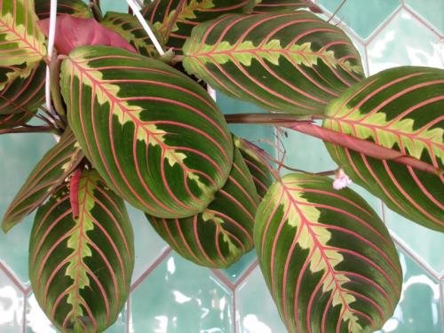 Названия тенелюбивых комнатных растений. Поклонники тени и их таланты 08 Названия тенелюбивых комнатных растений. Поклонники тени и их таланты 08