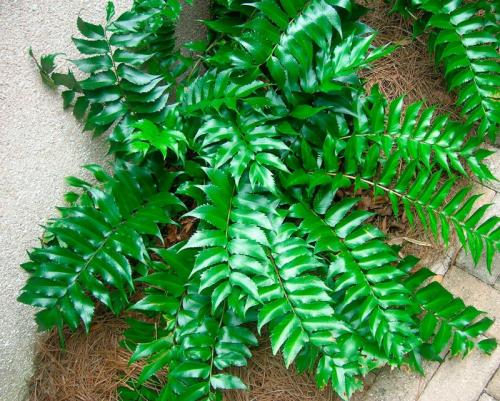 Названия тенелюбивых комнатных растений. Поклонники тени и их таланты 10 Названия тенелюбивых комнатных растений. Поклонники тени и их таланты 10