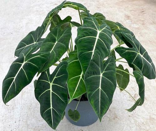 Тенелюбивые комнатные растения для спальни. 33 тенелюбивые комнатные растения с минимальными требованиями к освещению