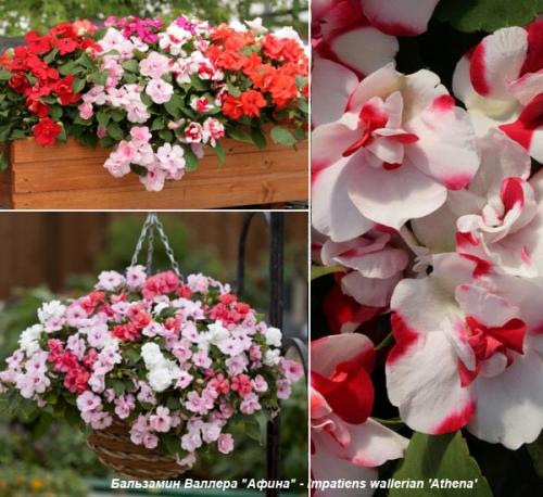 Как посадить импатиенс ампельный. Ботаническое описание 04 Как посадить импатиенс ампельный. Ботаническое описание 04