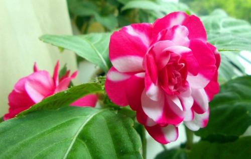 Посев импатиенса. Уход и выращивание