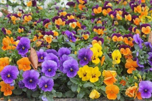 Виола ампельная прищипка. Виола (50 фото): виды, уход и посадка в открытом грунте