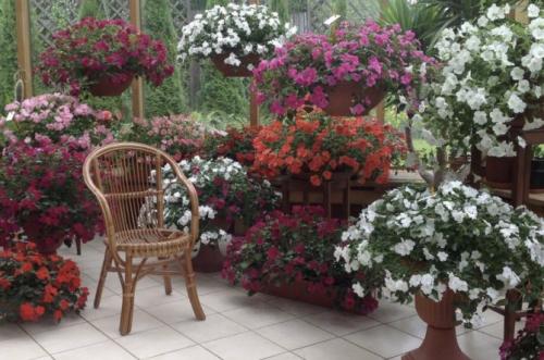 Как посадить импатиенс ампельный. Ботаническое описание