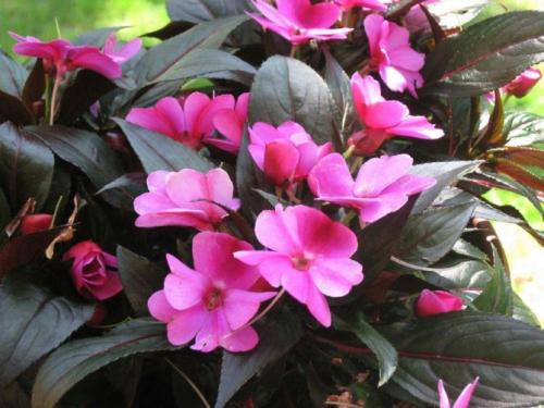 Нужно ли прищипывать импатиенс. Уход за растением