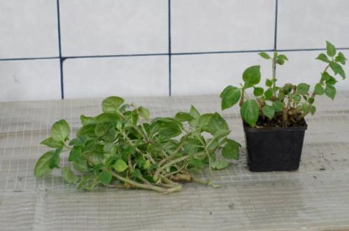 Посев импатиенса. Уход и выращивание