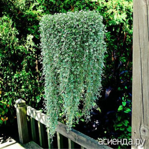 Ампельная зелень для кашпо. Лучшие ампельные цветы для кашпо