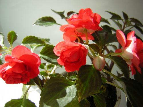 Посев импатиенса. Уход и выращивание