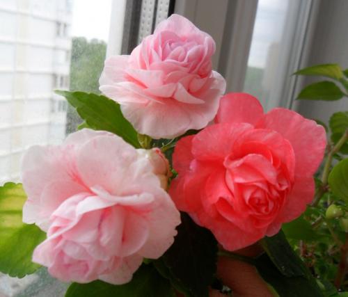 Посев импатиенса. Уход и выращивание