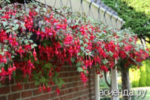 Ампельная зелень для кашпо. Лучшие ампельные цветы для кашпо