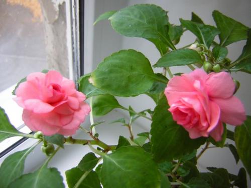 Посев импатиенса. Уход и выращивание