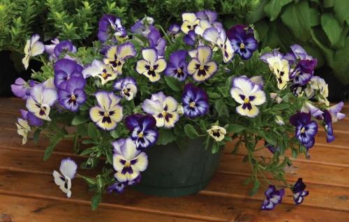 Черенкование ампельной виолы. Виола ампельная: особенности вида