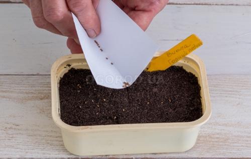 Черенкование ампельной виолы. Виола ампельная: особенности вида