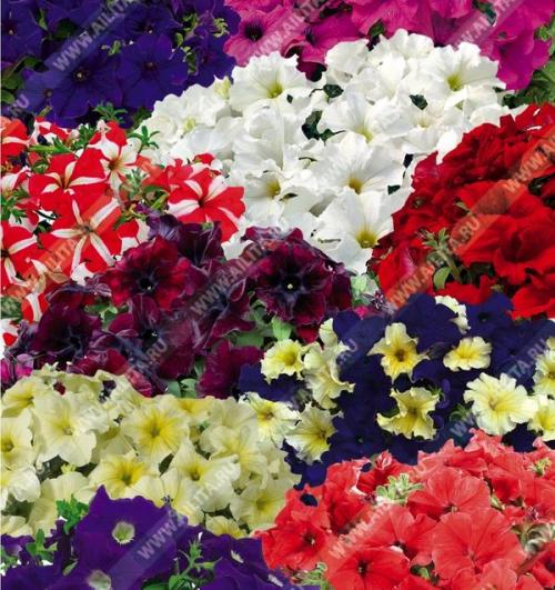 Чем отличается комплиментуния от петунии. Комплиментуния – наш комплимент садоводу