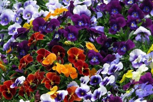 Виола ампельная прищипка. Виола (50 фото): виды, уход и посадка в открытом грунте