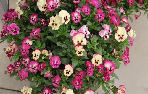 Черенкование ампельной виолы. Виола ампельная: особенности вида