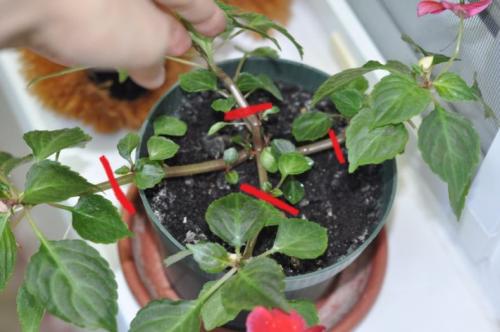 Посев импатиенса. Уход и выращивание