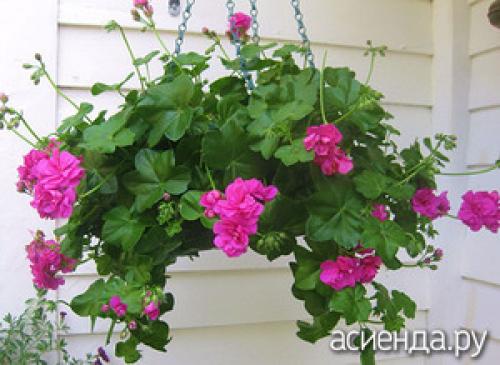 Ампельная зелень для кашпо. Лучшие ампельные цветы для кашпо