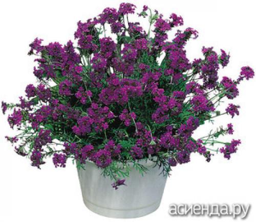 Ампельная зелень для кашпо. Лучшие ампельные цветы для кашпо