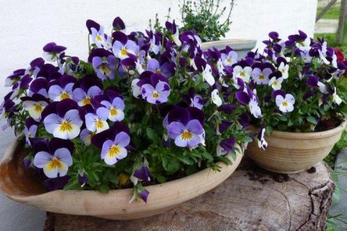 Виола ампельная прищипка. Виола (50 фото): виды, уход и посадка в открытом грунте