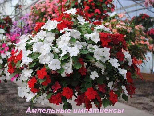 Как посадить импатиенс ампельный. Ботаническое описание 02 Как посадить импатиенс ампельный. Ботаническое описание 02