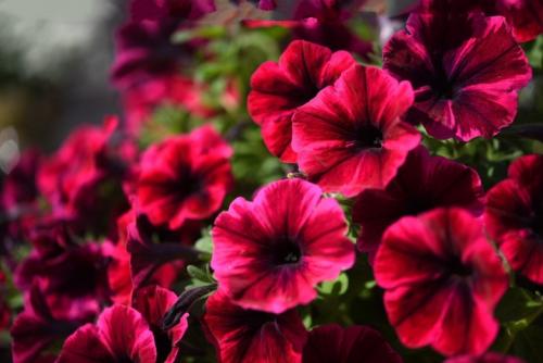 Каскадные петунии лучшие сорта. Описание 15 Каскадные петунии лучшие сорта. Описание 15