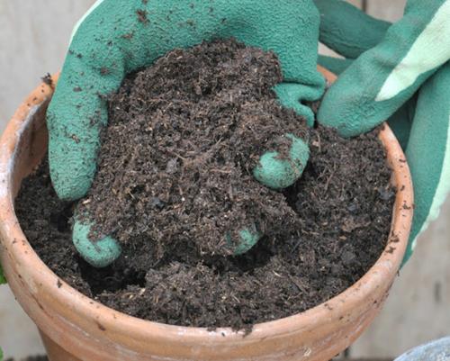 Ампельная герань прищипка. Уход в домашних условиях