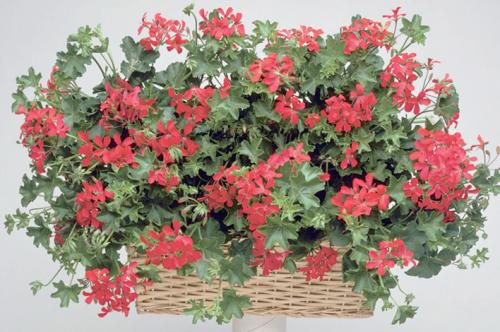 Ампельная герань прищипка. Уход в домашних условиях