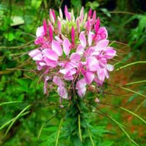 Цветы для кашпо в тени. Теневыносливые цветы – однолетники.