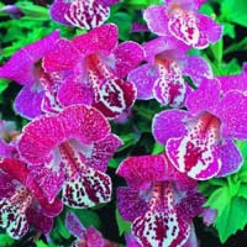 Цветы для кашпо в тени. Теневыносливые цветы – однолетники.