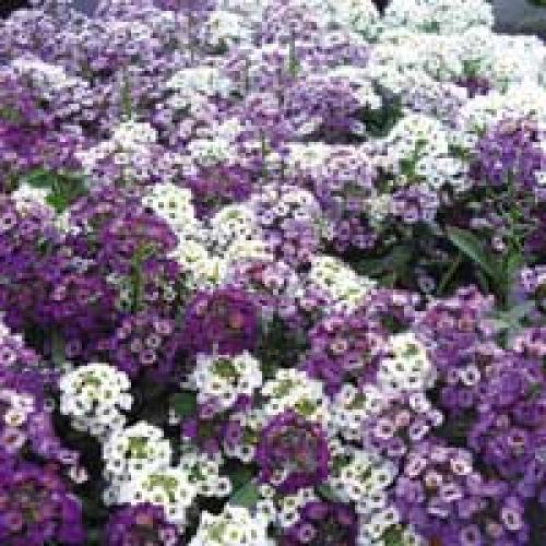 Цветы для кашпо в тени. Теневыносливые цветы – однолетники.