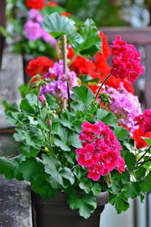 Пеларгония плющелистная махровая. Пеларгония на даче. Как выращивать плющелистную пеларгонию в открытом грунте