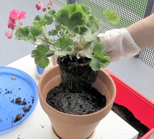 Ампельная герань прищипка. Уход в домашних условиях