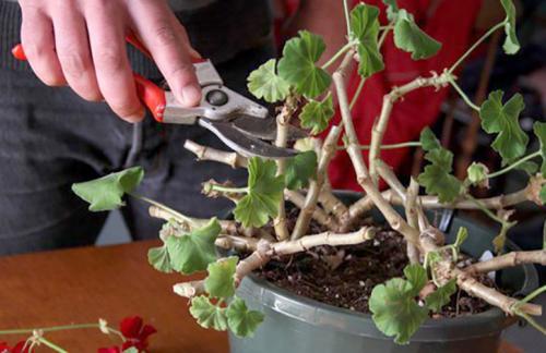 Ампельная герань прищипка. Уход в домашних условиях