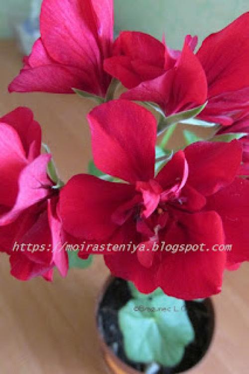 Пеларгония плющелистная махровая. Пеларгония на даче. Как выращивать плющелистную пеларгонию в открытом грунте