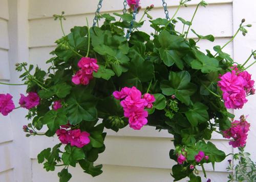 Ампельная герань прищипка. Уход в домашних условиях