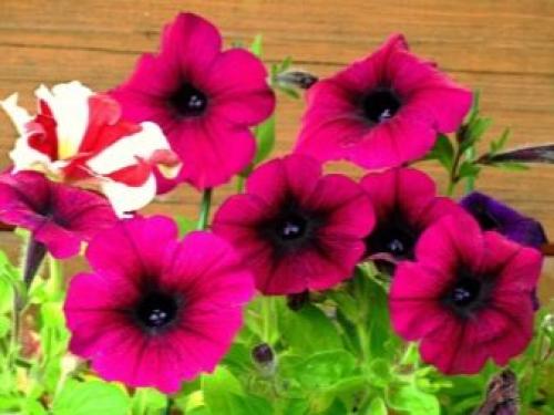 Петуния суперкаскадная Рамблин f1 Уайт. Разновидности 02 Петуния суперкаскадная Рамблин f1 Уайт. Разновидности 02