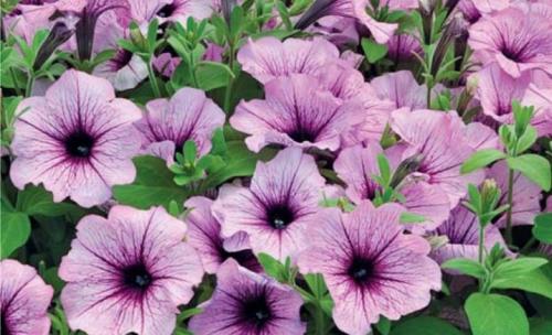 Петуния суперкаскадная Рамблин f1 Уайт. Разновидности 16 Петуния суперкаскадная Рамблин f1 Уайт. Разновидности 16