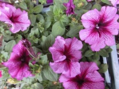 Петуния суперкаскадная Рамблин f1 Уайт. Разновидности 04 Петуния суперкаскадная Рамблин f1 Уайт. Разновидности 04