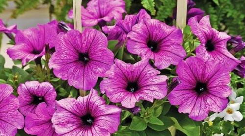 Петуния Рамблин аметист. Сорта петуний серии «Рамблин»