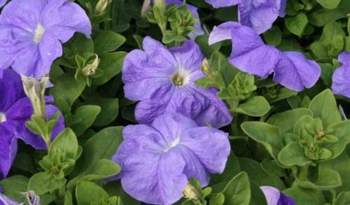 Петуния суперкаскадная Рамблин f1 Уайт. Разновидности 20 Петуния суперкаскадная Рамблин f1 Уайт. Разновидности 20