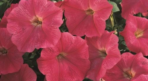 Петуния суперкаскадная Рамблин f1 Уайт. Разновидности 14 Петуния суперкаскадная Рамблин f1 Уайт. Разновидности 14