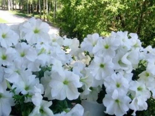 Петуния суперкаскадная Рамблин f1 Уайт. Разновидности 06 Петуния суперкаскадная Рамблин f1 Уайт. Разновидности 06