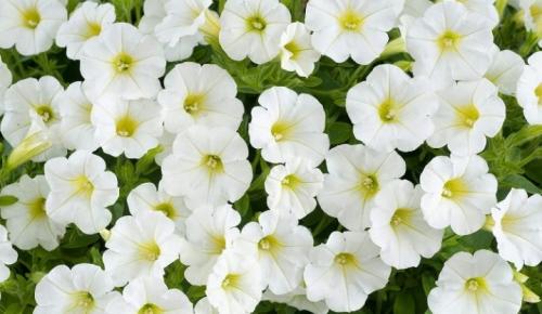 Петуния суперкаскадная Рамблин f1 Уайт. Разновидности 21 Петуния суперкаскадная Рамблин f1 Уайт. Разновидности 21