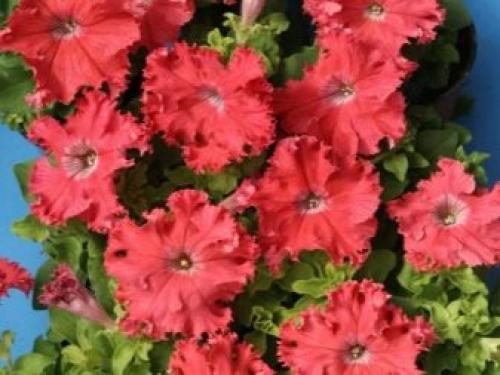 Петуния суперкаскадная Рамблин f1 Уайт. Разновидности 01 Петуния суперкаскадная Рамблин f1 Уайт. Разновидности 01